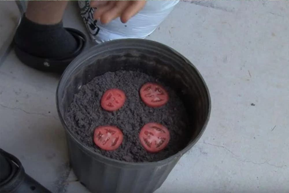 sadnja paradajza u kolutovima