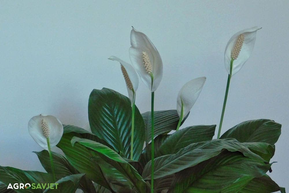 spatifilum ili ženska sreća