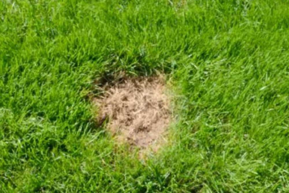 smeđe mrlje - trava