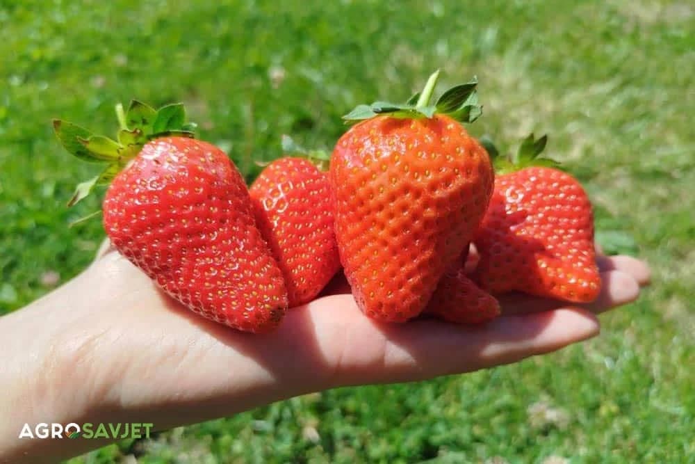 jagode