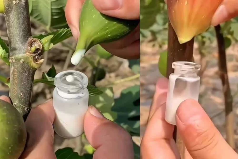 smovina mliječna tečnost protiv bradavica