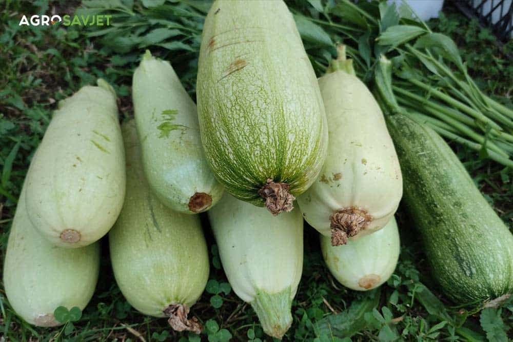 navodnjavanje tikvica