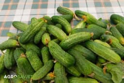 Ovo je najlakši način da se rešite gorčine u krastavcima