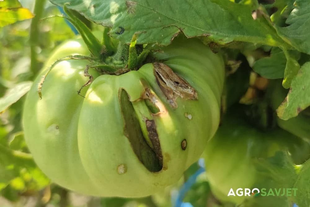 pucanje plodova paradajza