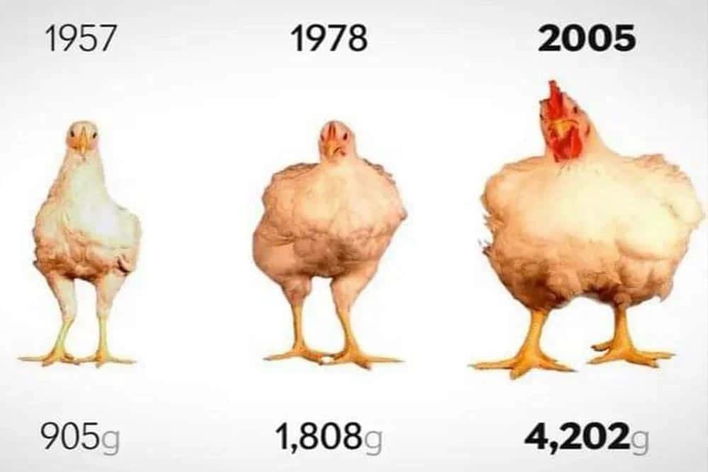 tovni pilići