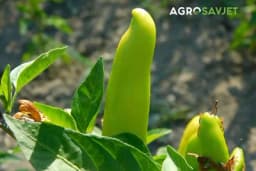 Efikasno navodnjavanje paprike - Savjeti za maksimalan prinos