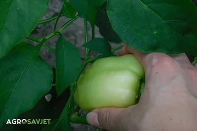 Posadili ste slatku, a berete ljutu papriku - šta se dogodilo?