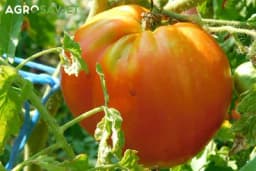 Đubrenje PARADAJZA - Kada i kako da ga prihranite?