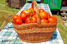 Umak od paradajza po bakinom receptu