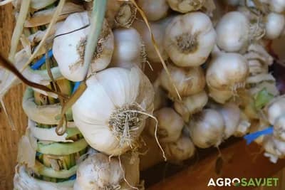 Da li bijeli luk obezbjeđuje dobar san?