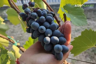 Recept koji je oduševio mnoge: Spakujte grožđe u tegle za zimu (VIDEO)