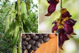 Ljubičasti pasulj – biljka budućnosti