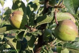 Koja je jabuka zrela, a koja prerano ubrana: Prepoznajte i bez "pipanja"