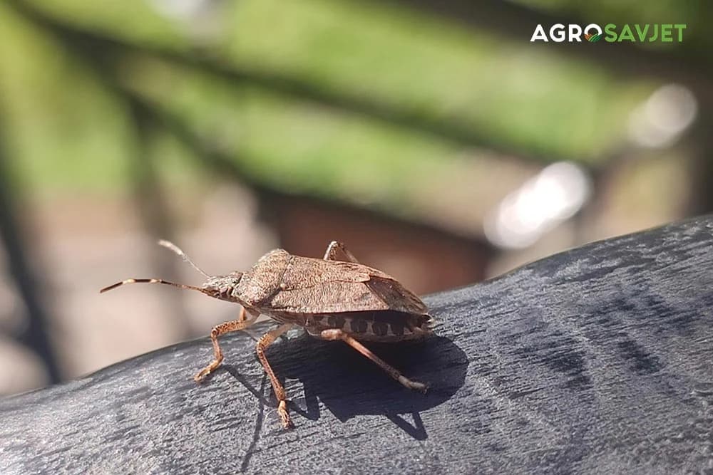 Smeđi smrdljivi martin (Halyomorpha halys) na listu, prepoznatljiv po smešnim mrljama i karakterističnom telu, često izaziva probleme u domaćinstvima.