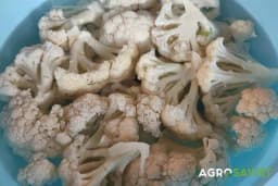 Recept za KISELI KARFIOL: Ova biljka jača imunitet, čisti krvne sudove, ukus božanstven