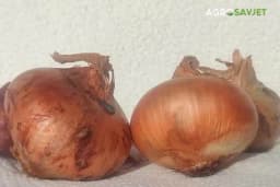 Savjeti kako da crni luk traje što duže, čak i do šest mjeseci