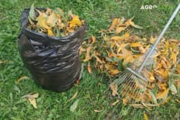 Kako i zašto kompostirati opalo lišće?