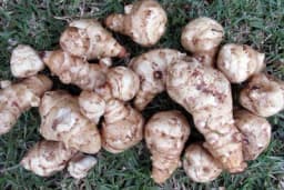 ČIČOKA - Ukusna, zdrava, otporna i jednostavna za uzgoj