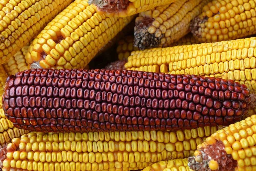 crveni kukuruz