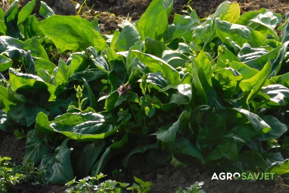 proizvodnja špinata