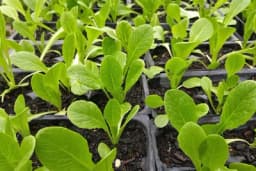 Koje cvijeće i povrće sijati u februaru?