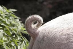 Pet najpametnijih životinja na svijetu: Jedna je domaća!