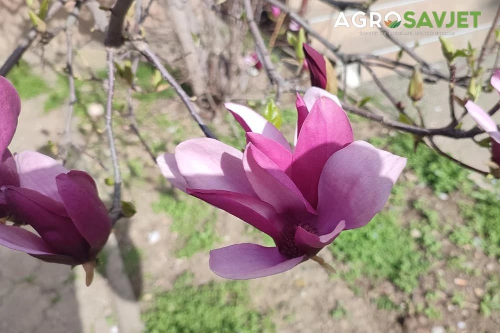 cvijet magnolije