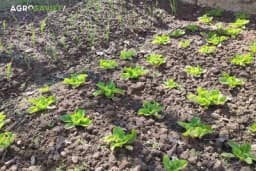 Dočekajte proljeće sa predivnom baštom na kojoj će vam svi pozavidjeti