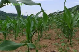 Pripremni radovi za sjetvu i sjetva kukuruza