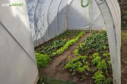 Sjetva u martu: Šta sijati u zatvorenom prostoru?