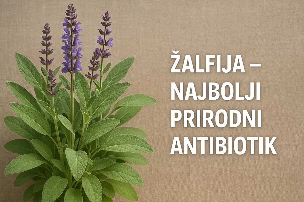 žalfija najbolji prirodni antibiotik
