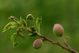 Lisne vaši u voćarstvu i metode njihovog suzbijanja