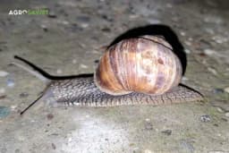 Kako suzbiti puževe?