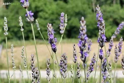 Kako se zaliva lavanda: Izbjegnite ovu tipičnu grešku