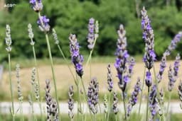 Kako se zaliva lavanda: Izbjegnite ovu tipičnu grešku