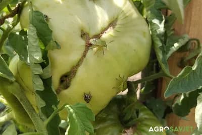 Zašto ranije smrdibube nisu pravile toliku štetu? Da li su to one iste iz djetinstva?