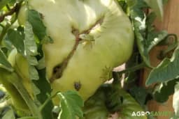 Zašto ranije smrdibube nisu pravile toliku štetu? Da li su to one iste iz djetinstva?