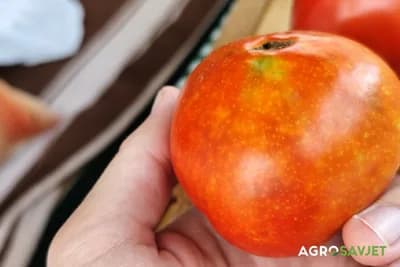 oštećenja na plodu paradajza od stjenica