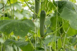 Zašto listovi krastavca žute i suše se - šta uraditi da ovo spriječite?