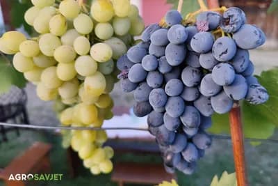 crno i bijelo grožđe