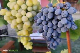 Može li se ukus ručne berbe grožđa zaista osjetiti?