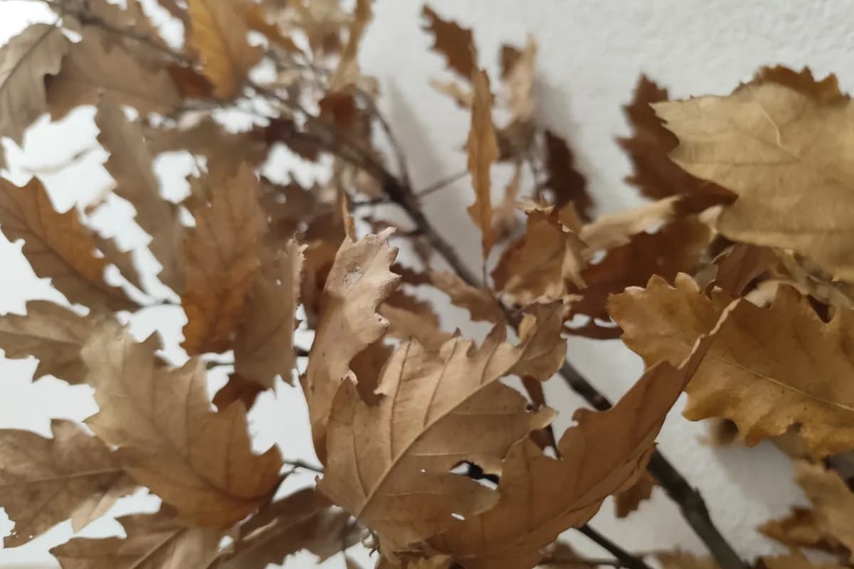 Uz badnjak obavezno treba unijeti ovu biljku u kuću: Malo ko zna njenu simboliku