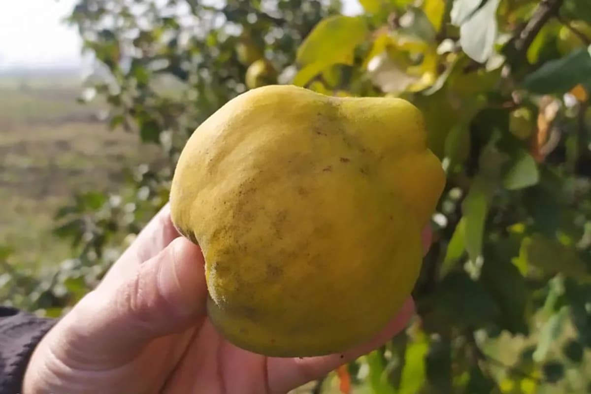 Najbolji domaći sok od dunje: Imunitet će vam biti kao čelik