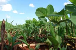 Da li je proizvodnja genetski nemodifikovane soje prednost naših ratara?