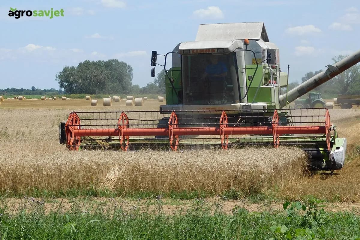 Stiže li najteža godina za ratare? Pšenica i kukuruz drastično gube na vrijednosti, prognoze nisu optimistične