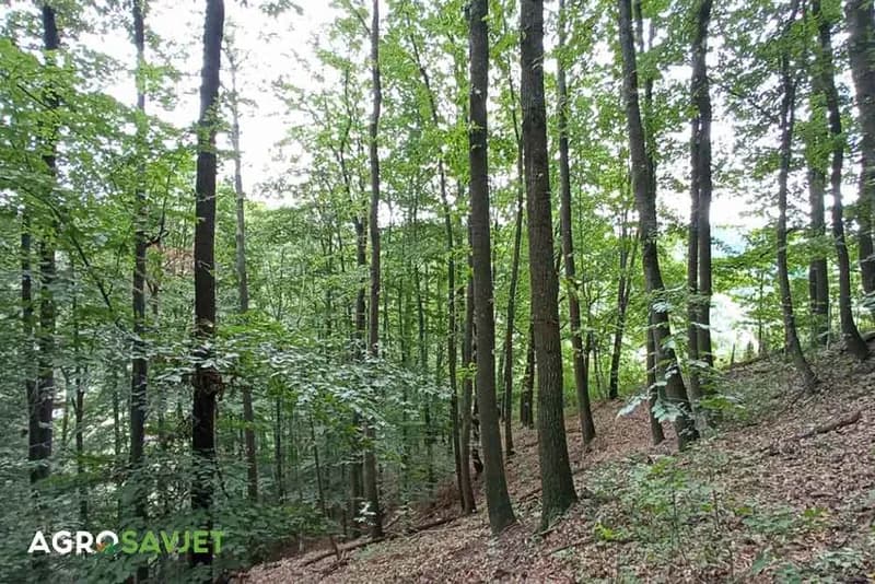 Poljoprivredne i šumske površine u Semberiji – Statistika