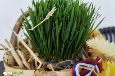 Danas je Tucindan - kakvi se običaji vezuju za ovaj praznik?