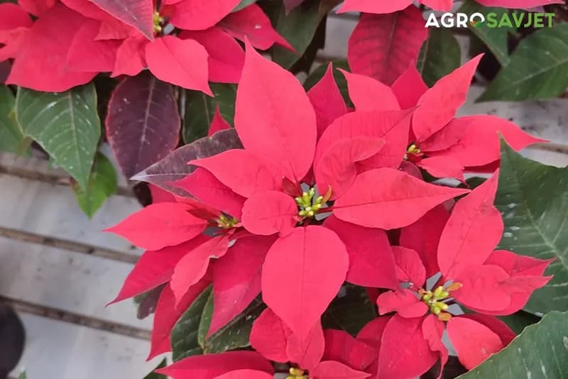 BOŽIĆNA ZVIJEZDA pravi je ukras za praznike - kako je sačuvati i za sljedeću godinu