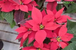 BOŽIĆNA ZVIJEZDA pravi je ukras za praznike - kako je sačuvati i za sljedeću godinu