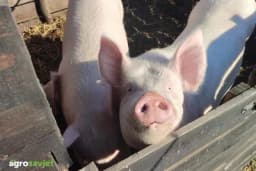 Koliko će koštati jagnjetina i prasetina za Božić?